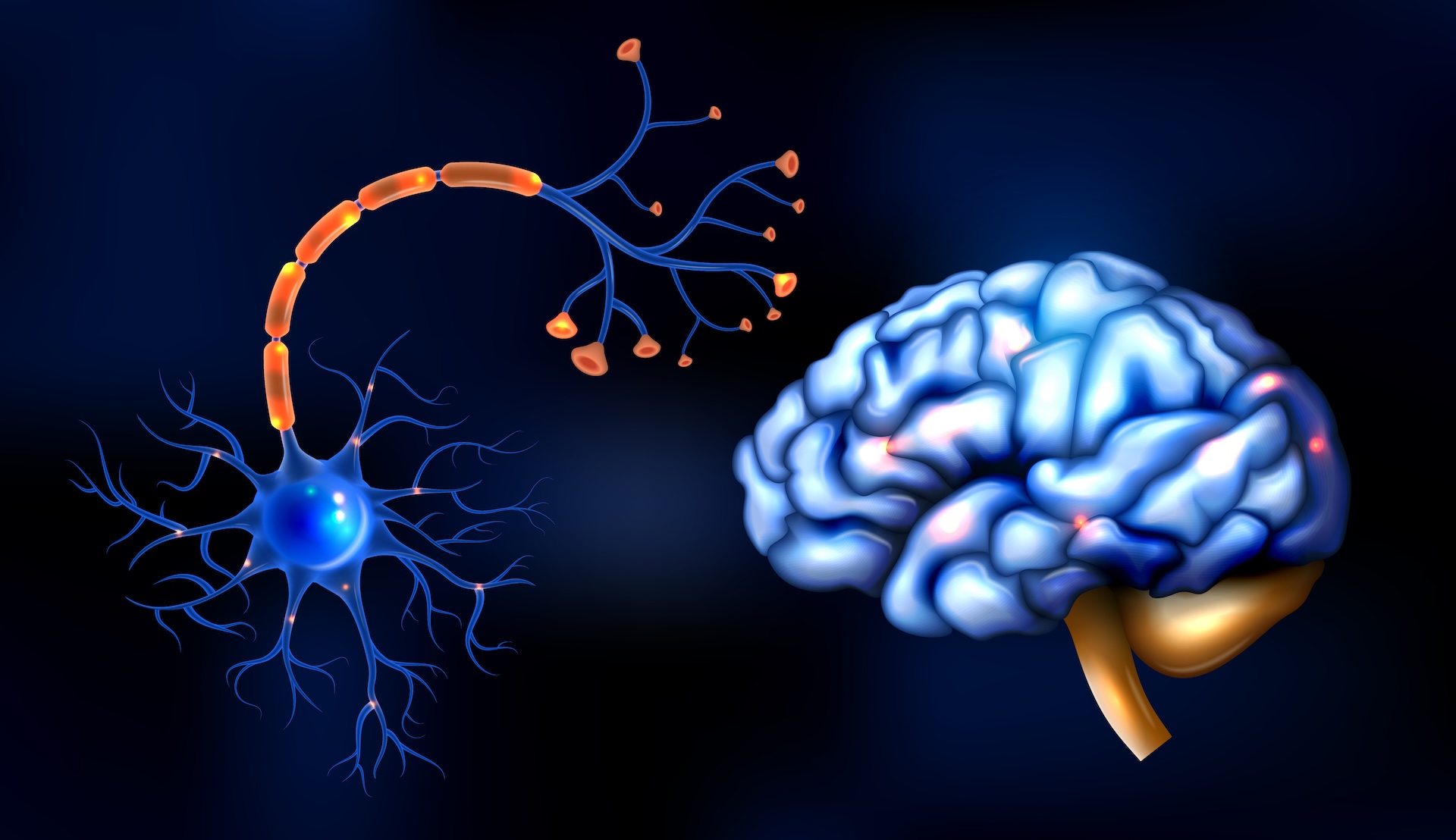 Neuron and its structure