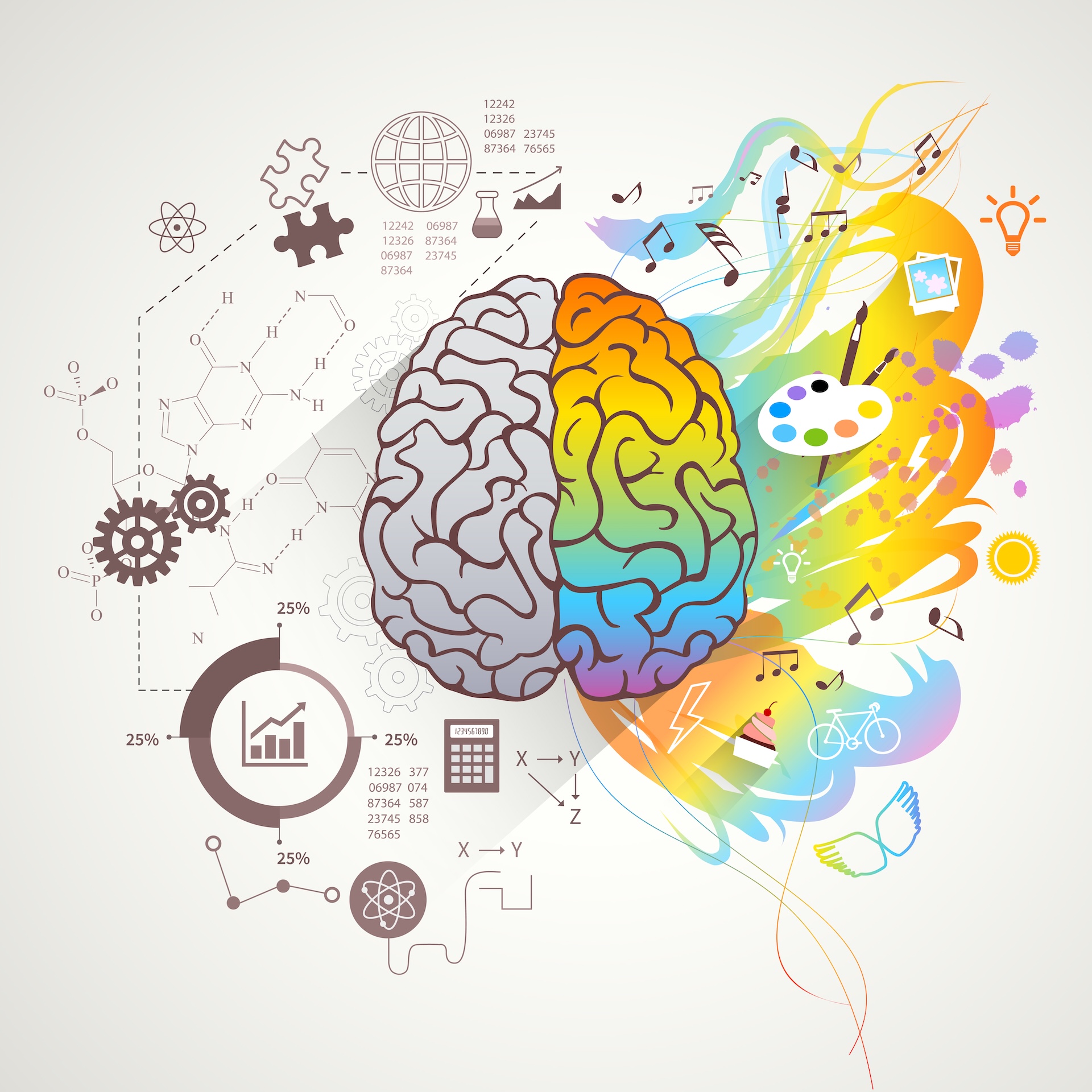 Brain hemispheres