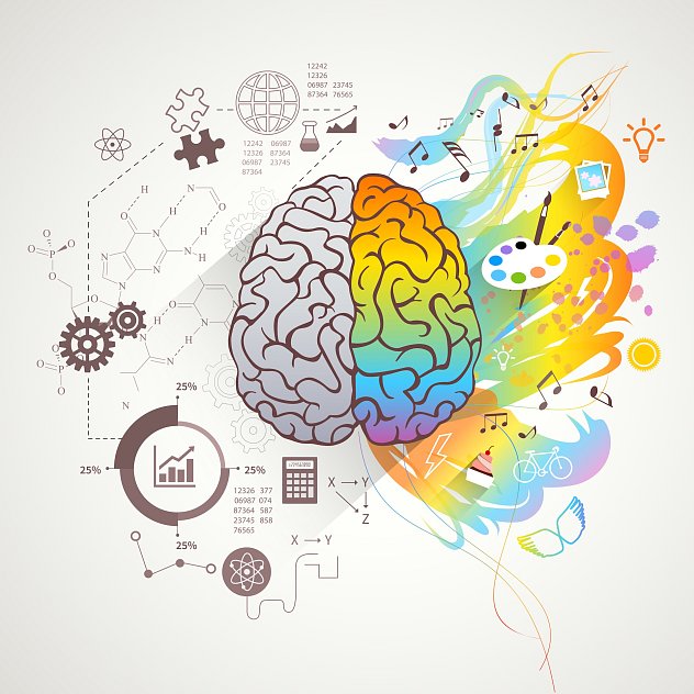 Brain hemispheres